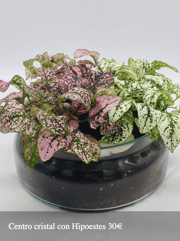 Plantas Bloomingday Flowers
