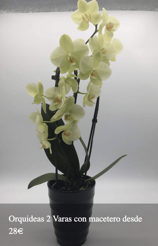 Plantas Bloomingday Flowers