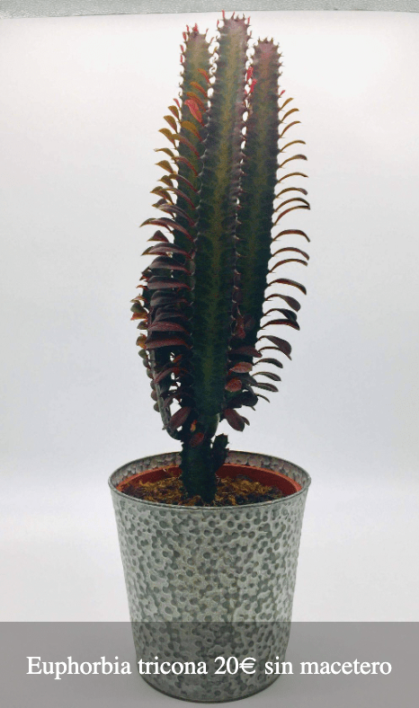 Plantas Bloomingday Flowers