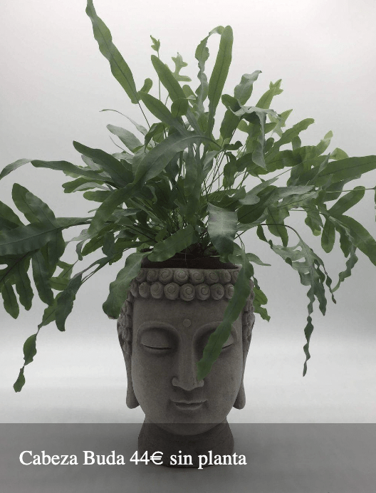 Plantas Bloomingday Flowers