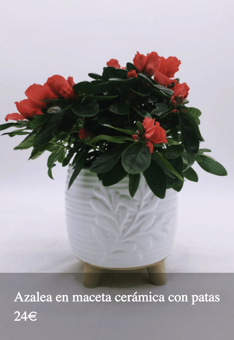 Plantas Bloomingday Flowers