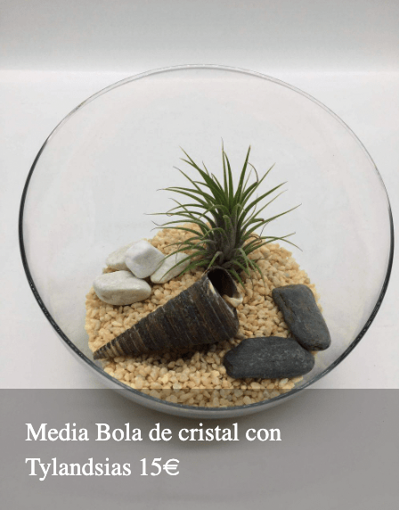 Plantas Bloomingday Flowers