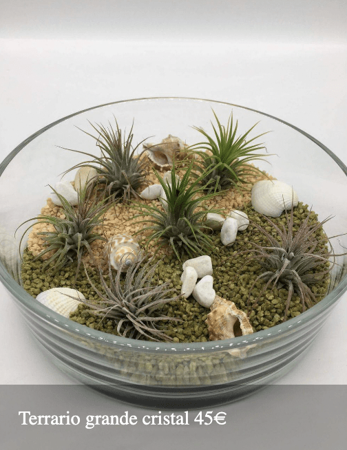 Plantas Bloomingday Flowers