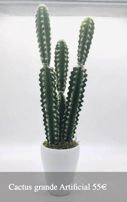 Plantas Bloomingday Flowers