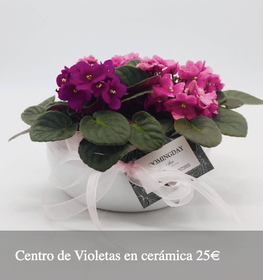 Plantas Bloomingday Flowers