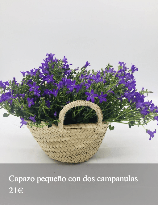 Plantas Bloomingday Flowers