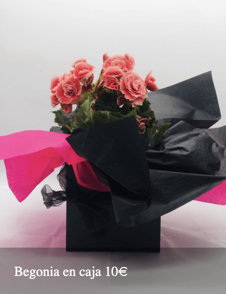Plantas Bloomingday Flowers