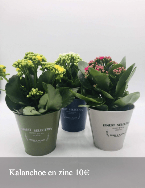 Plantas Bloomingday Flowers