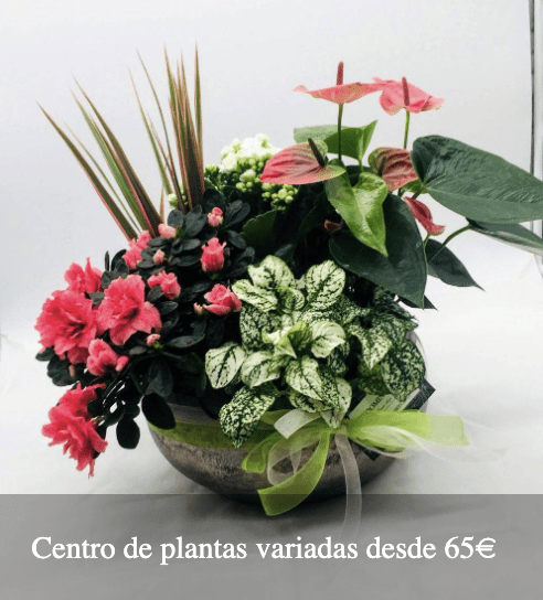 Plantas Bloomingday Flowers