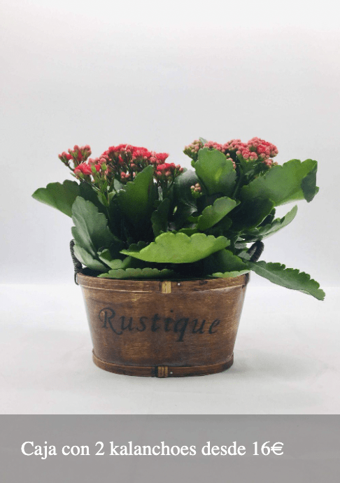 Plantas Bloomingday Flowers