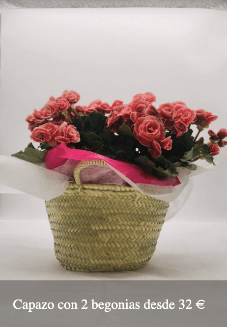 Plantas Bloomingday Flowers