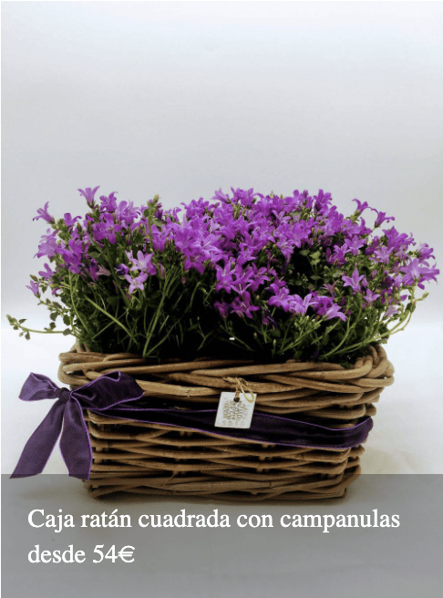 Plantas Bloomingday Flowers