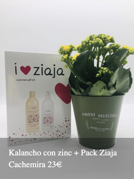 Plantas Bloomingday Flowers