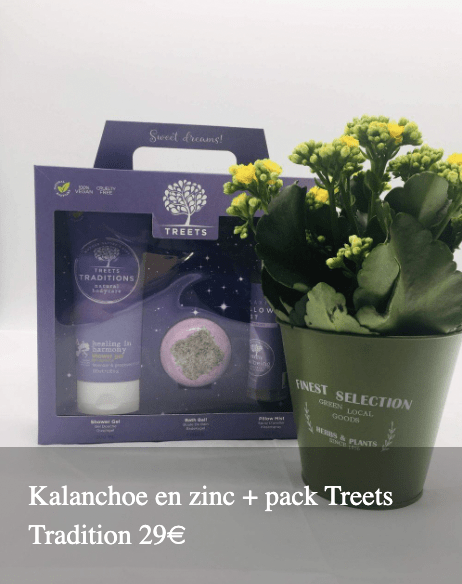 Plantas Bloomingday Flowers