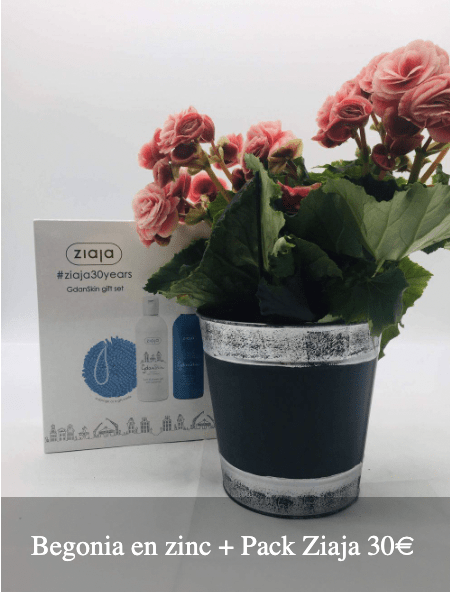 Plantas Bloomingday Flowers