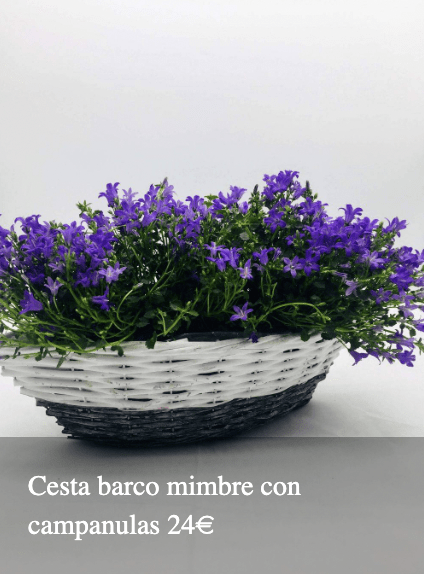Plantas Bloomingday Flowers