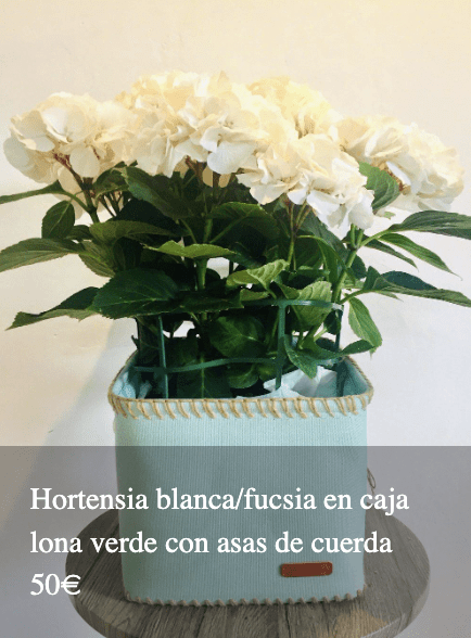 Plantas Bloomingday Flowers