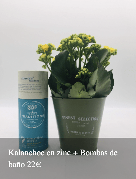 Plantas Bloomingday Flowers