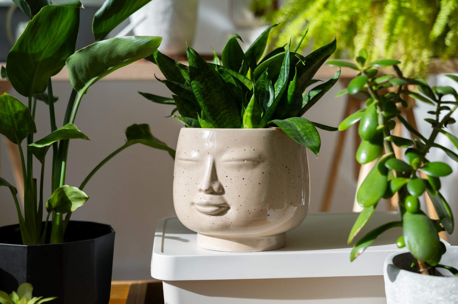 Las mejores plantas decorativas para interiores y exteriores