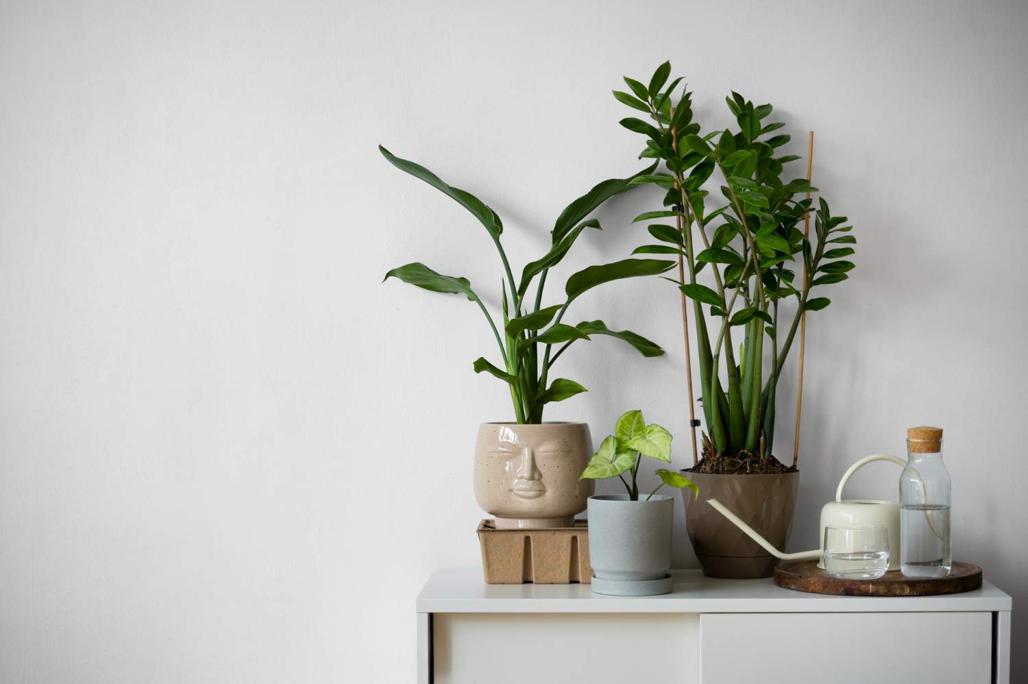 Compra plantas decorativas en San Sebastián de los Reyes