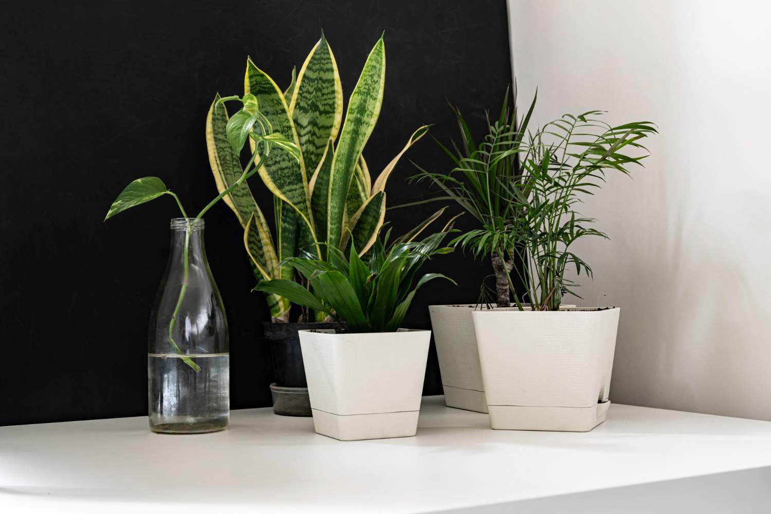 Guía completa para el cuidado de plantas decorativas en el hogar